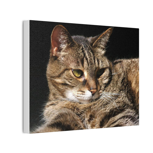 Tiger Cat - Canvas Stretched, 0.75"