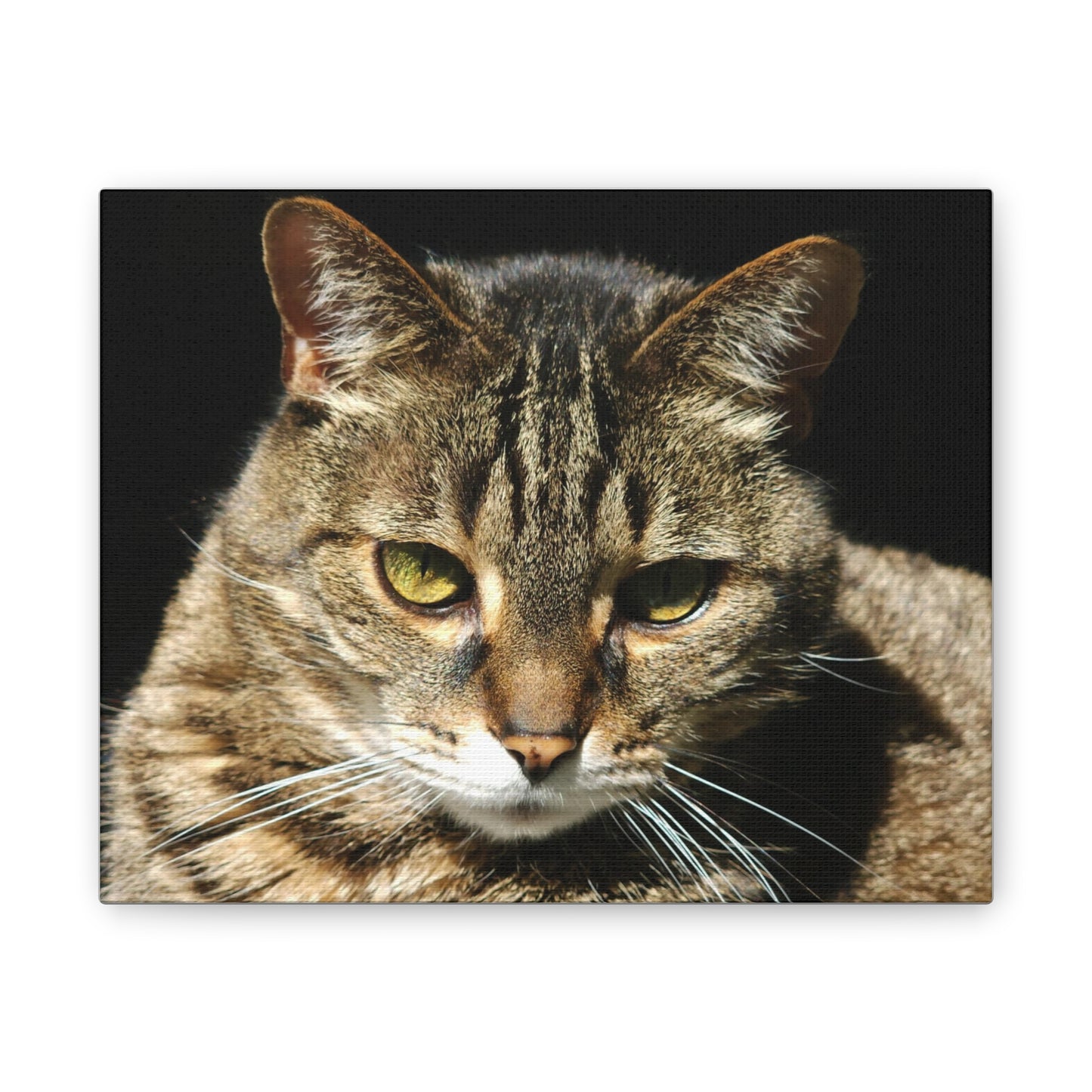 Tiger Cat #2 - Canvas Stretched, 0.75"