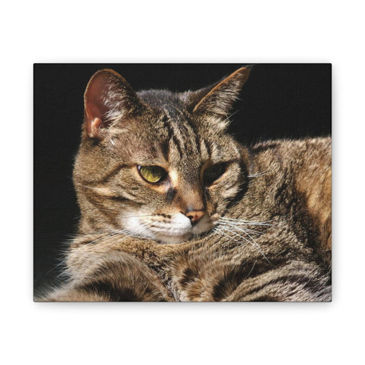 Tiger Cat - Canvas Stretched, 0.75"