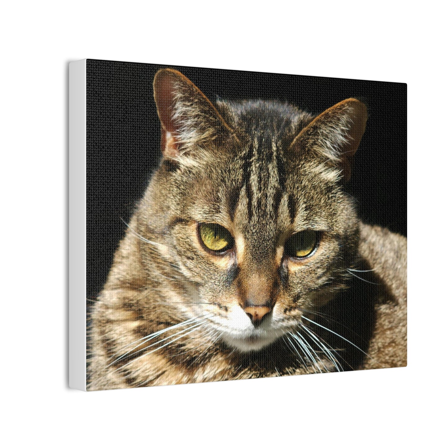 Tiger Cat #2 - Canvas Stretched, 0.75"