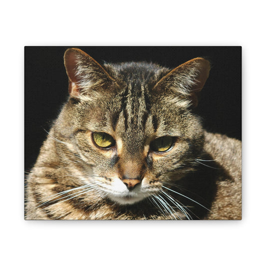 Tiger Cat #2 - Canvas Stretched, 0.75"